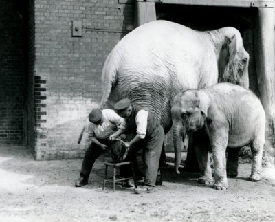 Baby-Indischer Elefant und erwachsene weibliche Indische Elefantin Assam Lukhi, die mit dem Wärter Charles Eyles ihre Füße im London Zoo, September 1923, getrimmt bekommt von Frederick William Bond